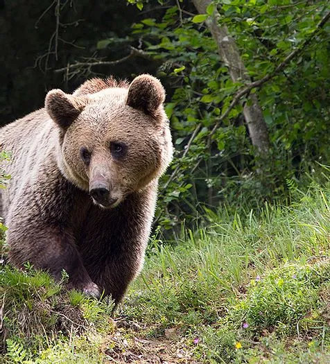 Ours brun dans le parc El Hosquillo